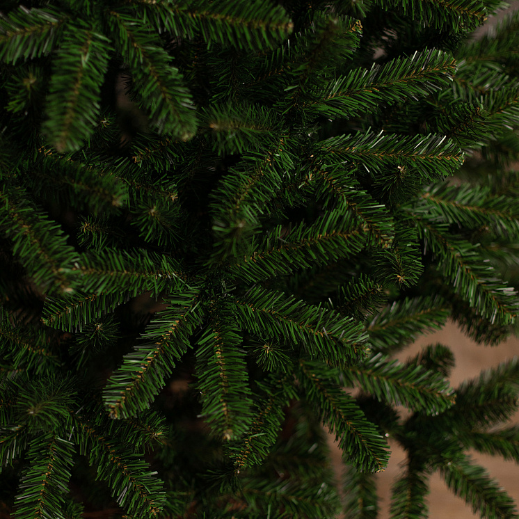 Ёлка Феодосийская оптом