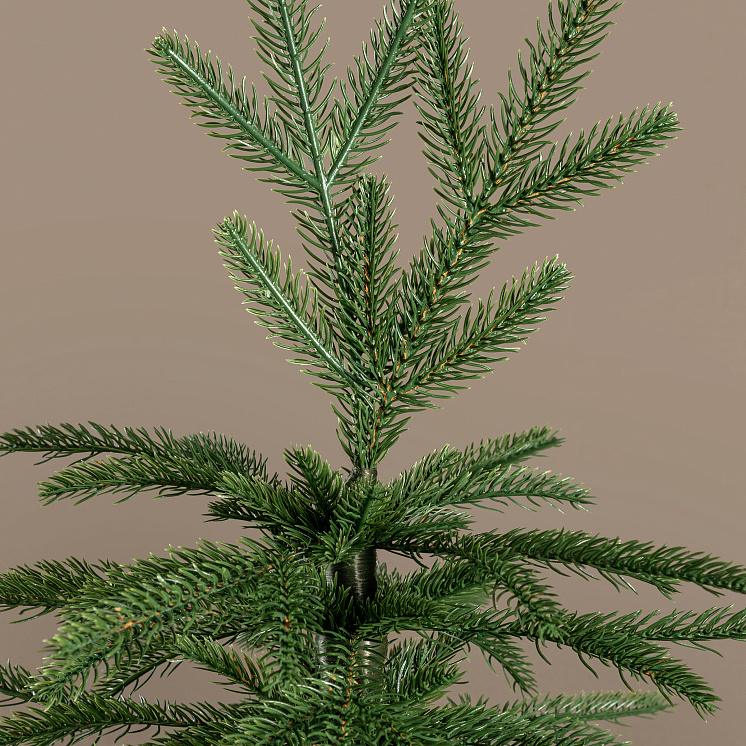 Ёлка настольная Карпатская 