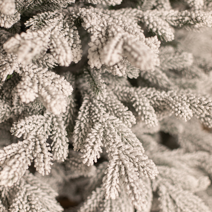 Заснеженная ёлка Уральская 