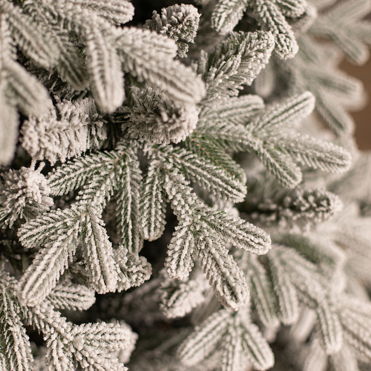 Заснеженная ёлка Каспийская 