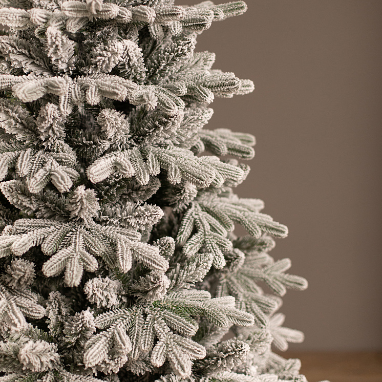 Заснеженная ёлка Каспийская 