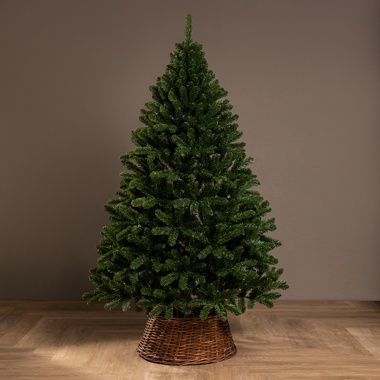 Ёлка Феодосийская оптом