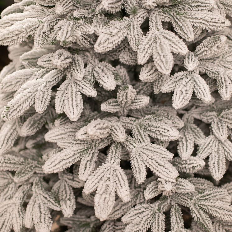 Заснеженная ёлка Донская 