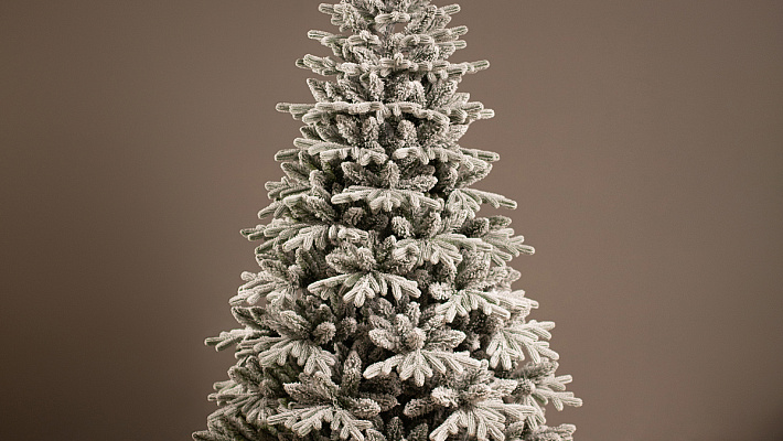 Заснеженная ёлка Каспийская