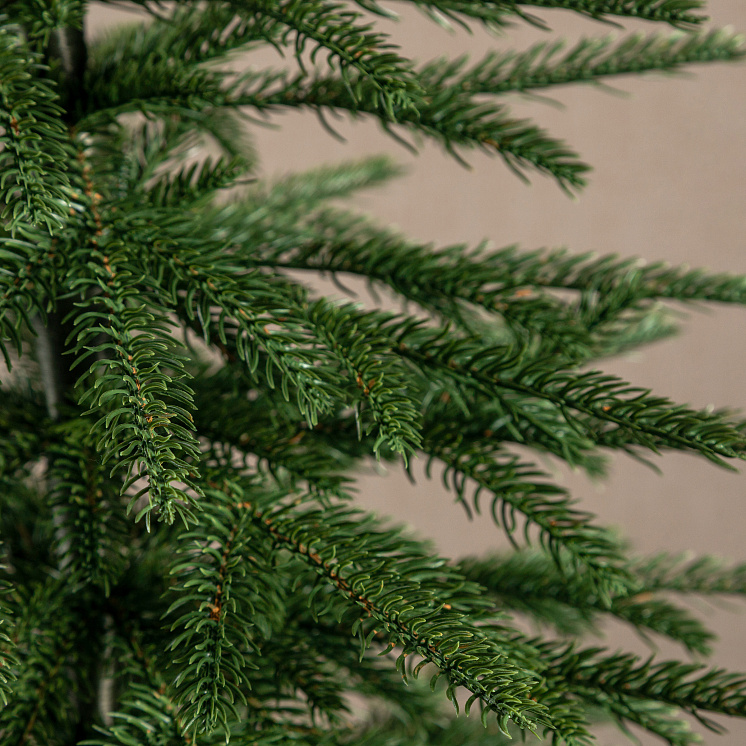 Ёлка настольная Карпатская 