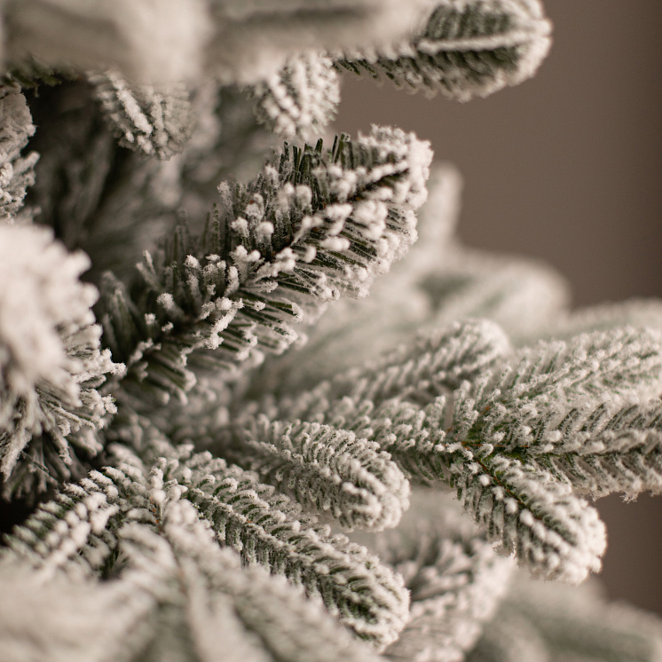 Заснеженная ёлка Каспийская 