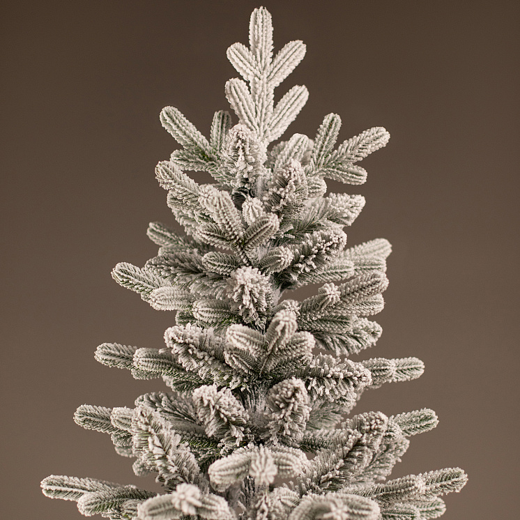 Заснеженная ёлка Каспийская 