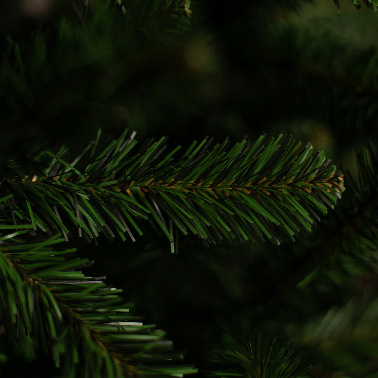 Ёлка Феодосийская оптом