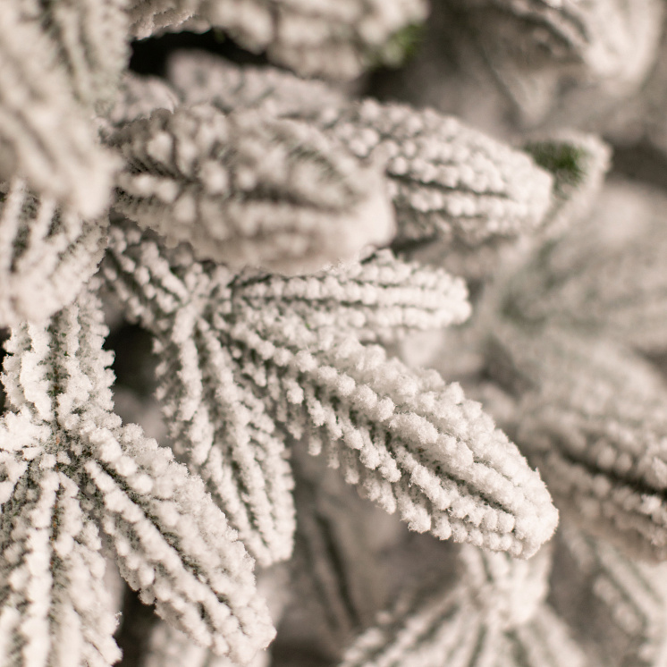 Заснеженная ёлка Донская 