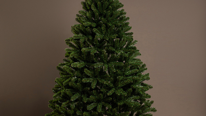 Ёлка Феодосийская