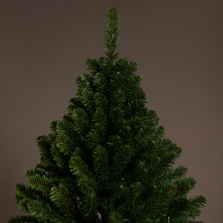 Ёлка Феодосийская оптом