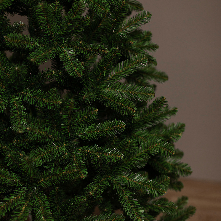 Ёлка Феодосийская оптом